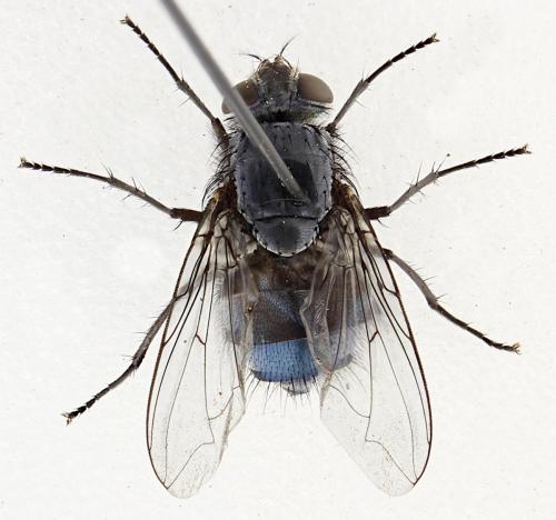 Réf. 353 277 : Calliphora vicina